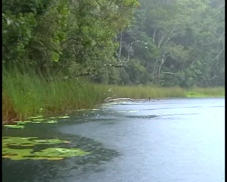 Pristine Rainforests &amp; Water, Far North Queensland, Australia 2007 Stock Footage 47421027