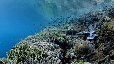 Pristine Reef Top Video stock 112256482