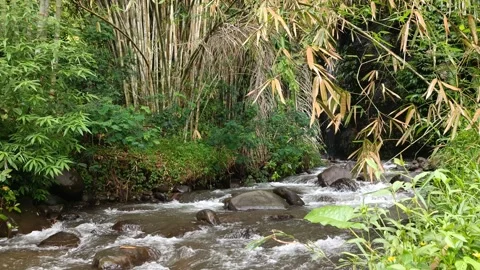 Pristine River Flowing Deep in the Jungle Stock Footage 300781558
