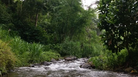 Pristine River Flowing Deep in the Jungle Stock Footage 300781559