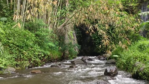 Pristine River Flowing Deep in the Jungle Stock Footage 300781860