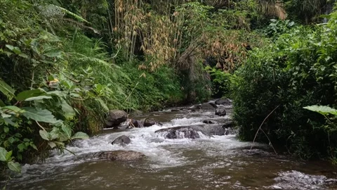 Pristine River Flowing Deep in the Jungle Stock Footage 300782114