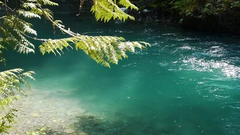 Pristine river in a forest Stock Footage 123392274