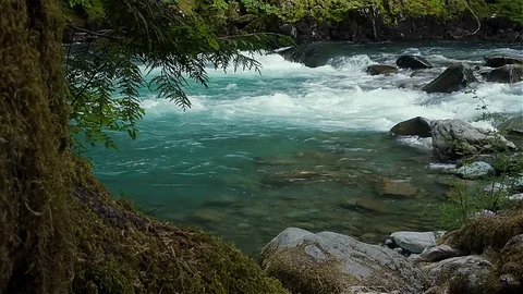Pristine river in a forest Stock Footage 123392279