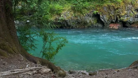 Pristine river in a forest Stock Footage 123392287
