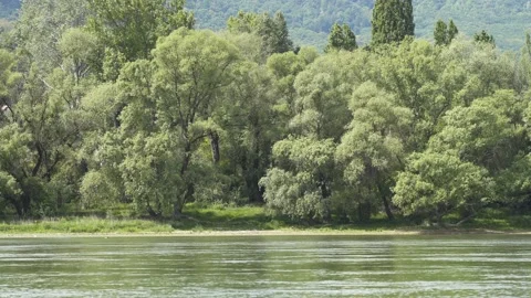 Pristine riverbank with lush trees. Stock Footage 142722969