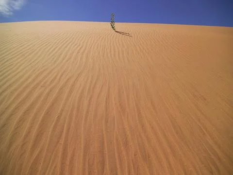 PRISTINE SAND DUNE AND ONE LONE PLANT Stock Photos