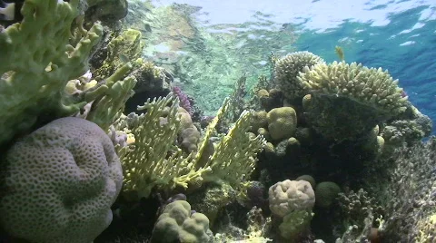 Pristine shallow coral reef - lockdown shot Stock Footage 861616