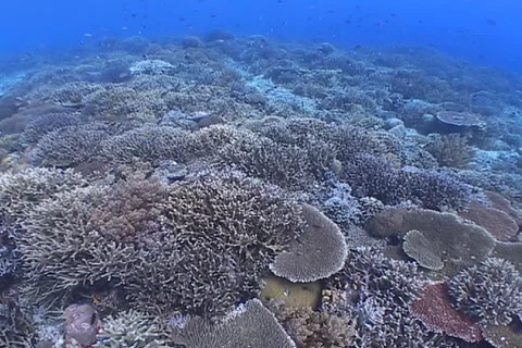 Pristine shallow Hardcoral Reef  Stock Footage 1067996