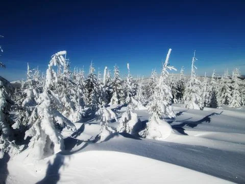 Pristine snowscape with forest Stock Photos