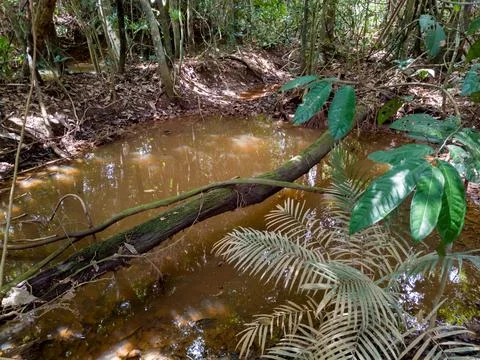 Pristine Stream and Ecological Corridor Inside Amazon Jungle Stock Photos