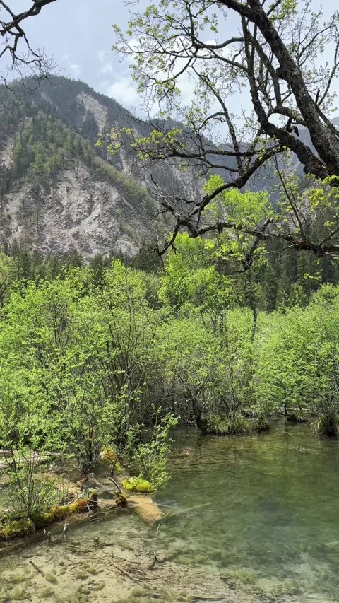Pristine Stream and Lush Green Valley in Jiuzhaigou National Park, Sichuan Stock Footage 337328167