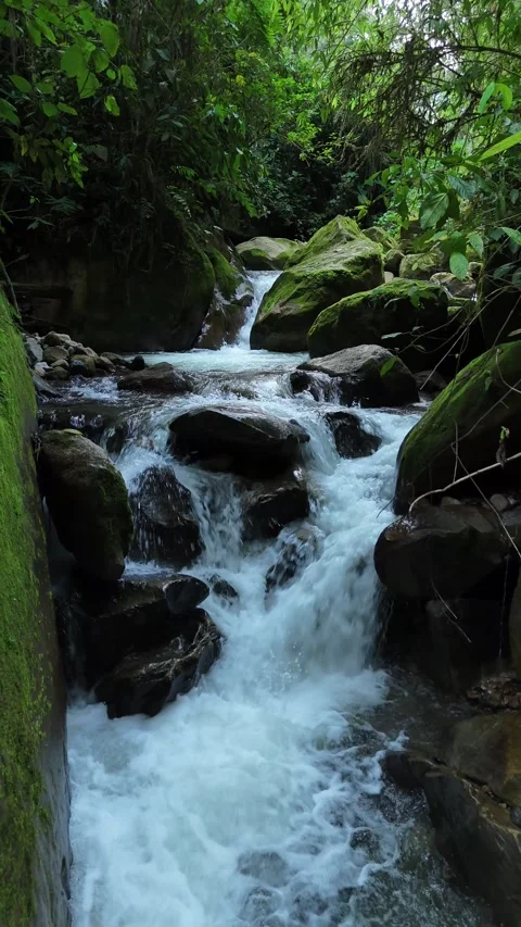 Pristine Stream and Mossy Rocks in a Lush Tropical Forest Stockbeeldmateriaal 333481159