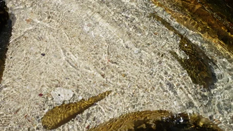 Pristine stream cascading over golden sand, revealing slender fish swimming Stock Footage 308677962
