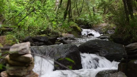 Pristine stream flow though wild forest in Bhutan Stock Footage 269279895