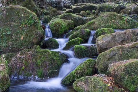 Pristine stream flowing with rocks covered with mosses on either sides Stock Photos
