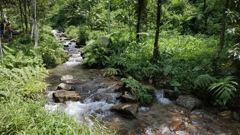 Pristine Stream Flowing Through Lush Green Forest Stock Photos