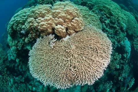 Pristine table coral formation. Stock Photos