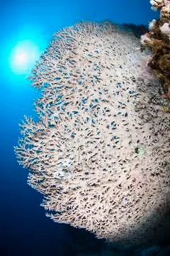 Pristine table coral formation with sunball in the background. Stock Photos