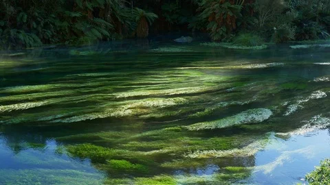 Pristine Te Waihou Bue Spring in New Zealand on a cold winter morning Stock Footage 94839523