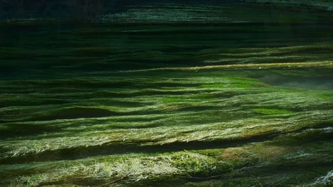 Pristine Te Waihou Bue Spring in New Zealand on a cold winter morning Stock Footage 94839780