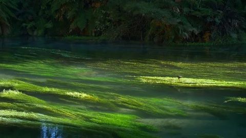 Pristine Te Waihou Bue Spring in New Zealand on a cold winter morning Stock Footage 94840621