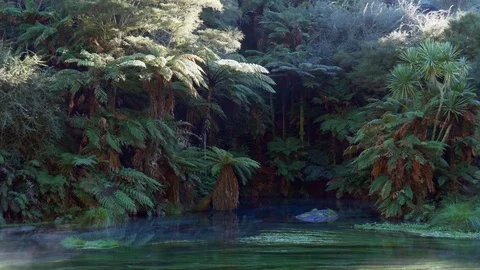 Pristine Te Waihou Bue Spring in New Zealand on a cold winter morning Stock Footage 94842422