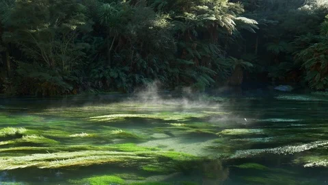 Pristine Te Waihou Bue Spring in New Zealand on a cold winter morning Stock Footage 94842806