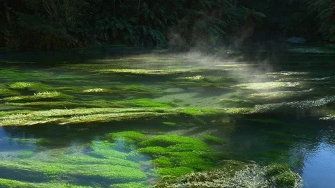 Pristine Te Waihou Bue Spring in New Zealand on a cold winter morning Stock Footage 94843449
