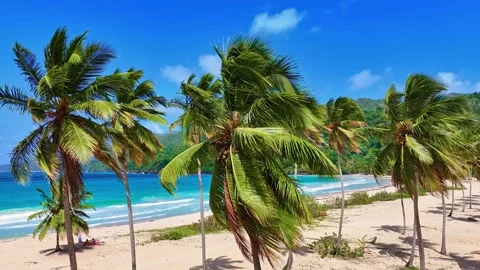 A pristine tropical palm beach on the Indian Ocean coast. Stock Footage 331840716