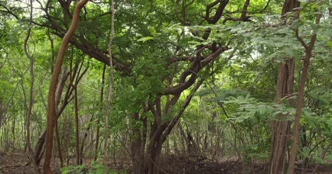 Pristine tropical rain-forest in the Central America. Mangrove forest.  Stock Footage 82455698