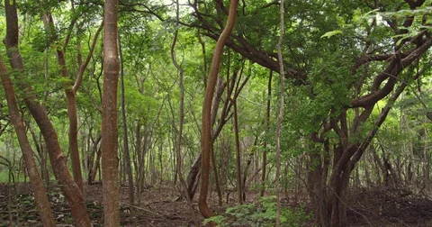 Pristine tropical rain-forest in the Central America. Mangrove forest.  Stock Footage 82455916