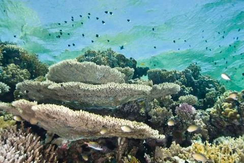 A pristine tropical table coral reef. Stock Photos