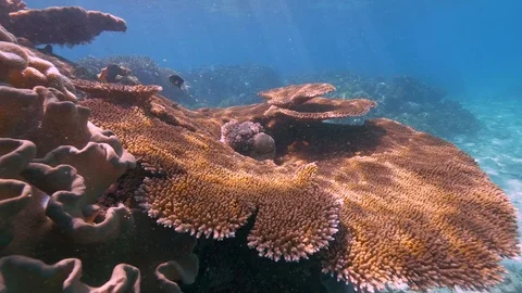 Pristine unbleached Great Barrier Reef Australia Stock Footage 95096930