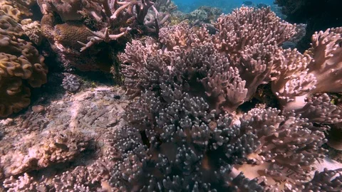 Pristine unbleached Great Barrier Reef Australia Stock Footage 95096965