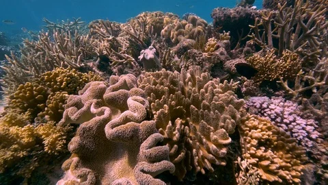 Pristine unbleached Great Barrier Reef Australia Vidéo 95097030