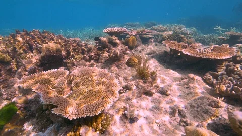 Pristine unbleached Great Barrier Reef Australia Stock Footage 95097056