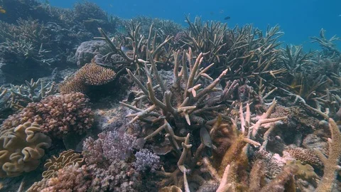 Pristine unbleached Great Barrier Reef Australia Stock Footage 95097120