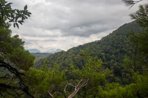 Pristine, untouched forest in the highlands. Foto stock