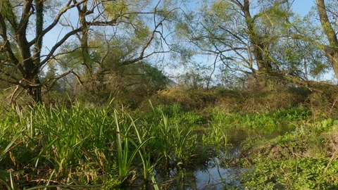 Pristine Volturno River Stream Surrounded by Lush Green Nature in Molise, Italy Vidéo 332410422
