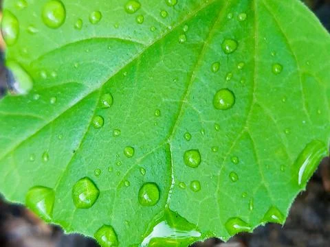 Pristine water drops on a vibrant melon plant leaf. Stock Photos