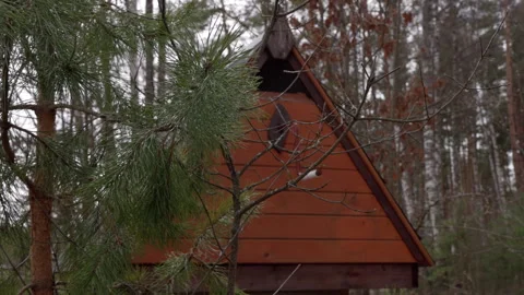 A Pristine Well Amidst the Woods Stock Footage 333013788