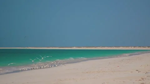 Pristine White Beach and Turquoise Water at Barr Al Hikman, Oman Stock Footage 324855918