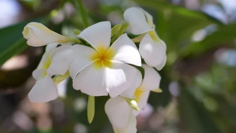Pristine White Frangipani Blossom Stock Footage 265873831