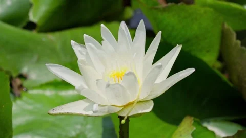Pristine white lotus flower elegantly blooming in a tranquil pond Stock Footage 340514205