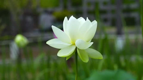 Pristine white lotus flower in full bloom isolated on a soft blurred green 库存影片 348258494