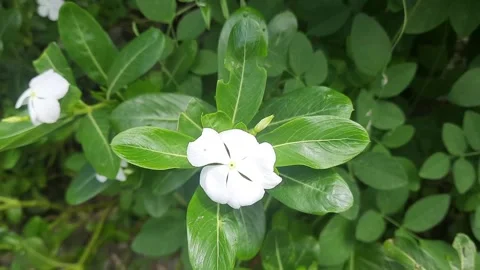 Pristine White Madagascar Periwinkle Flower Blooming in Sunlight Stock Footage 310288627