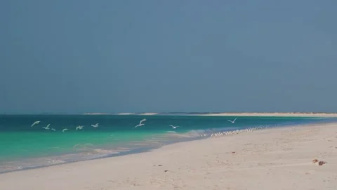 Pristine White Sand Beach and Turquoise Water at Bar Al Hikman, Oman Stock Footage 324859334