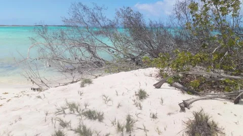 Pristine white sand beach and coastal brush in Los Roques, Venezuela Video stock 347984487