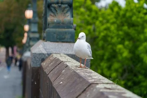 A Pristine White Seagull Perched on a Weathered Stone Bridge Railing Overlo.. Stock Photos